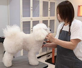 kaji